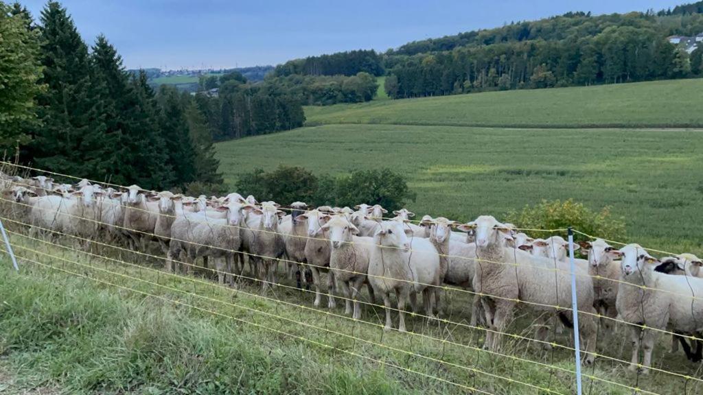 Deine-Eifel-Ferienwohnung Feusdorf Экстерьер фото